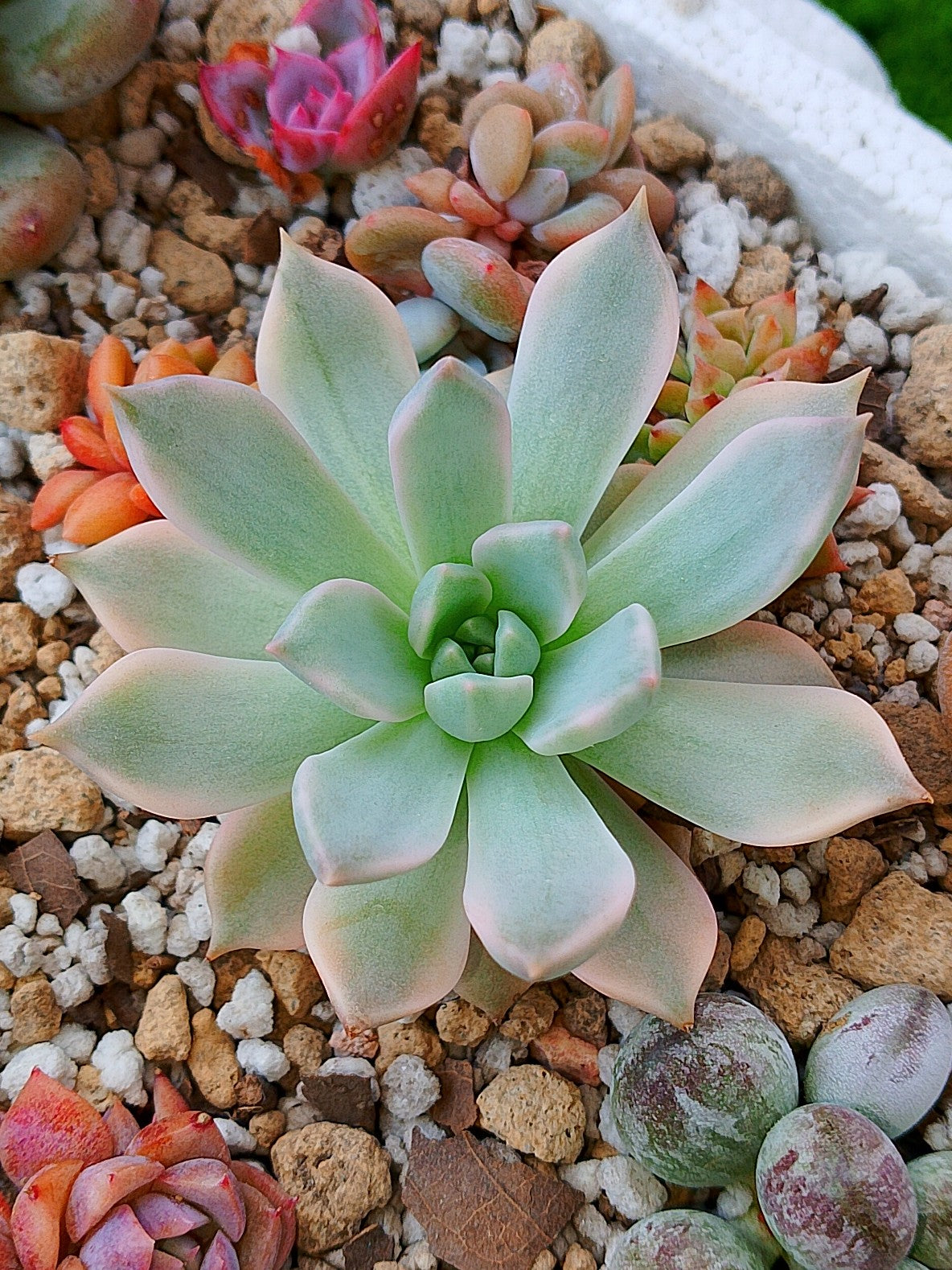Echeveria Pink Zaragoza variegada