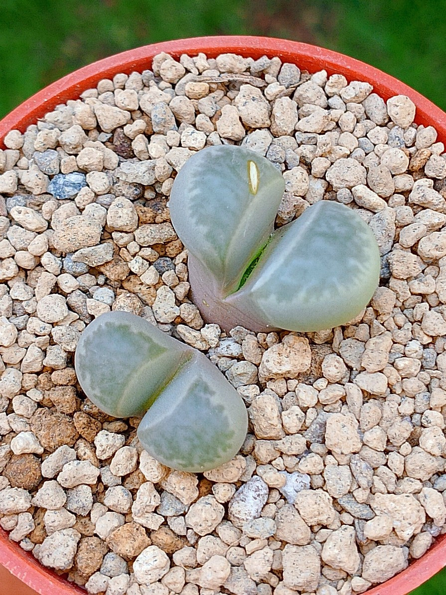 Lithops Helmutii | 2 cabezas