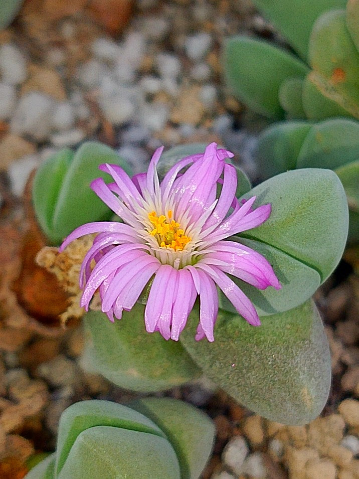 Gibbaeum dispar| 12 CM de diámetro (a punto de florecer 21/08/26)