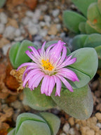 Gibbaeum dispar| 12 CM de diámetro (a punto de florecer 21/08/26)
