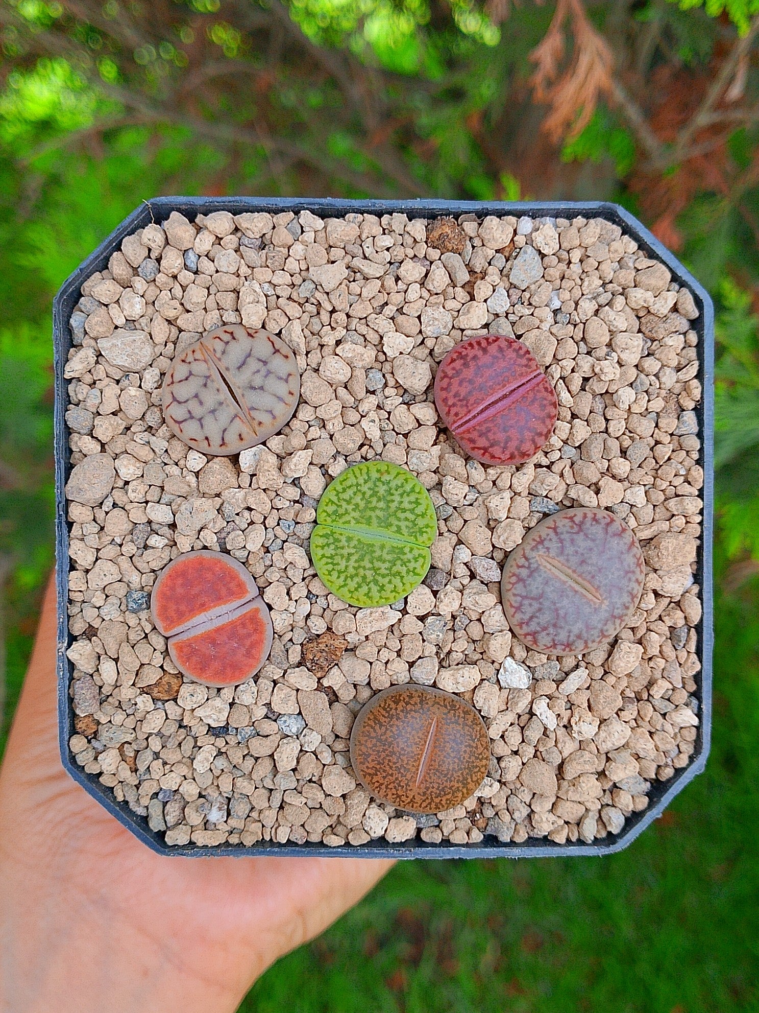 Paquete lithops cultivares D | maceta de 3.5"