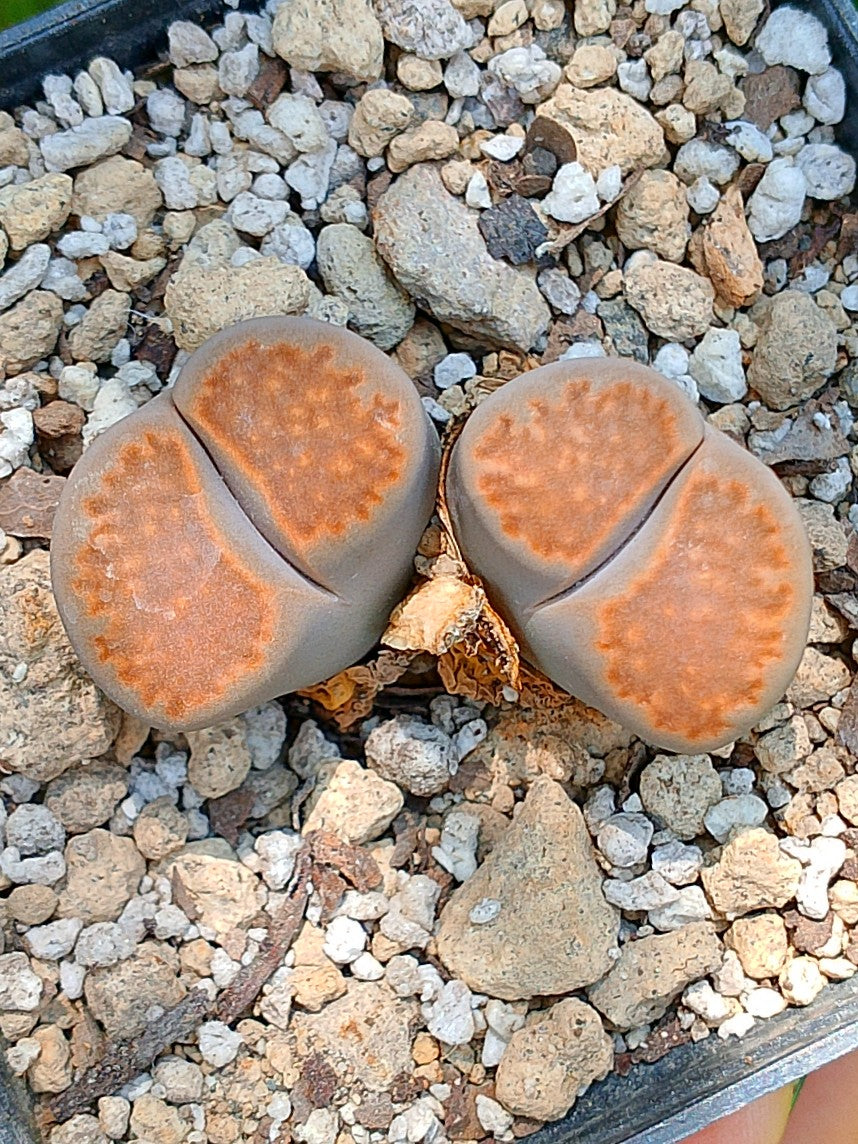 Lithops Hallii  | 2 cabezas
