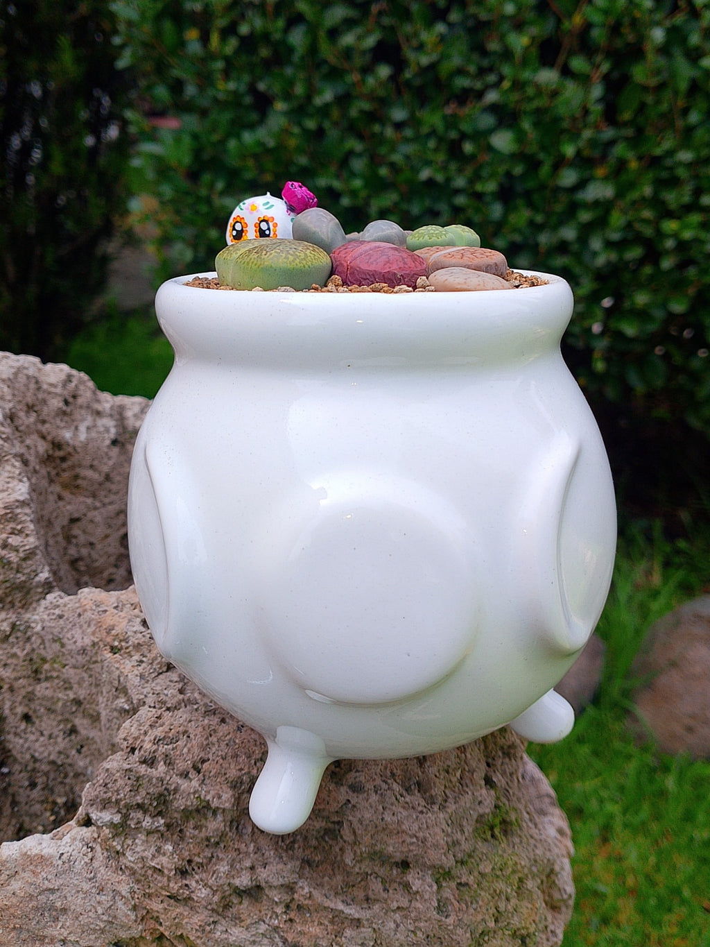 Paquete lithops Mix - Caldero Catrina