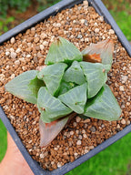 Haworthia Ice City | maceta 3.5"