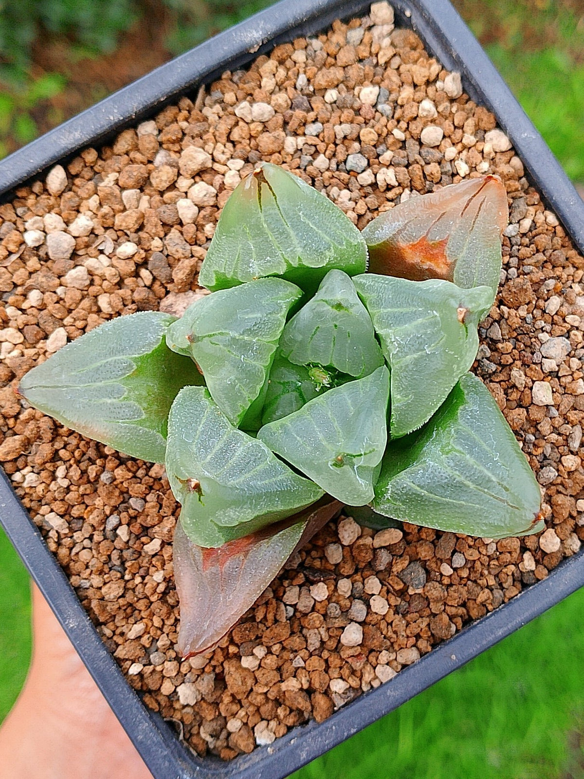 Haworthia Ice City | maceta 3.5"