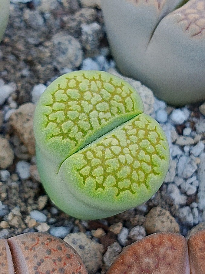 Lithops hallii var. hallii 'Sakkie's Green'