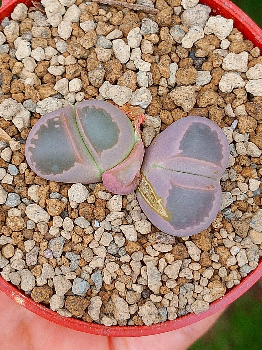 Lithops Olivacea | 2 cabezas