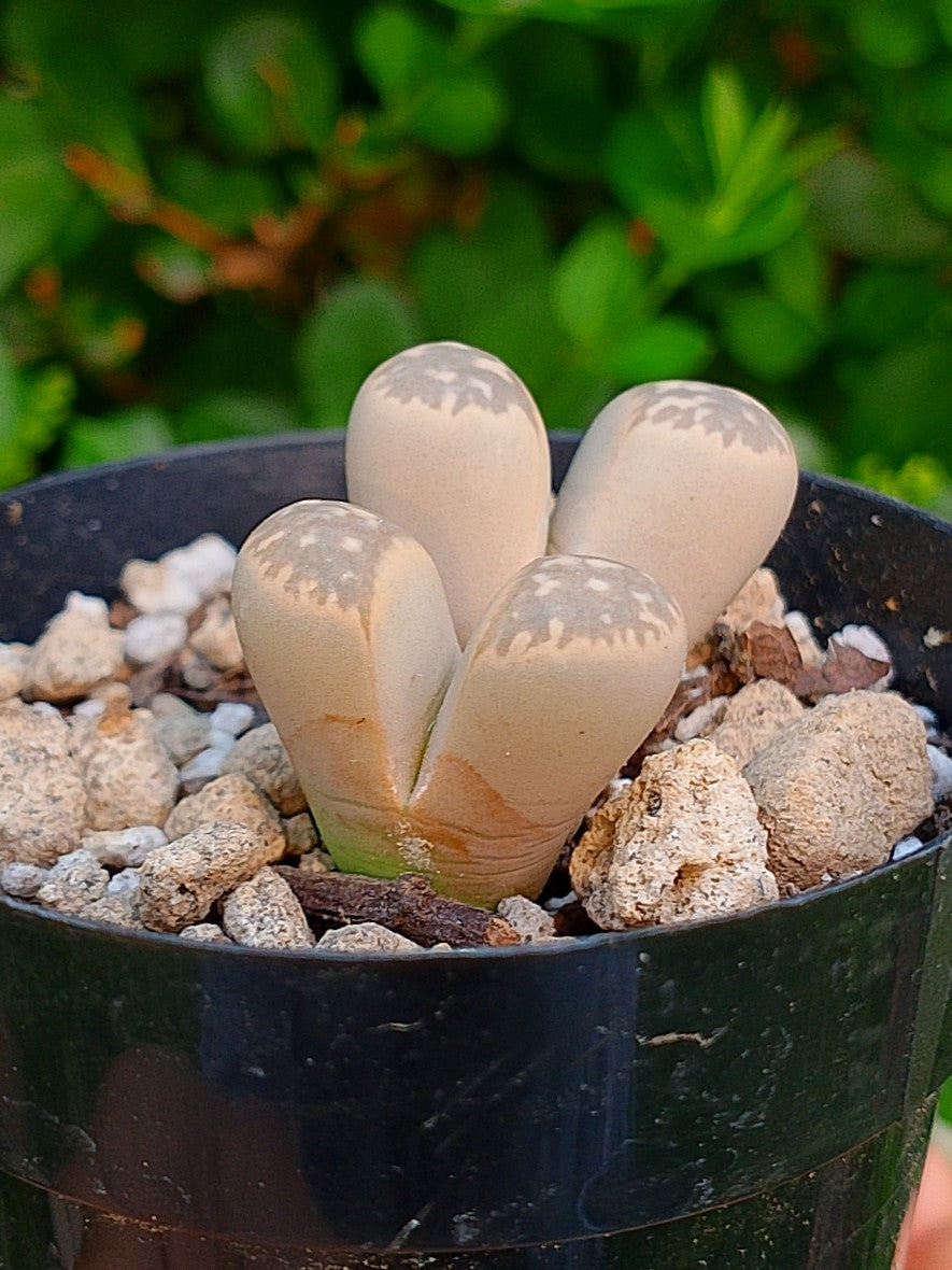 Lithops Naureeniae  | 2 cabezas