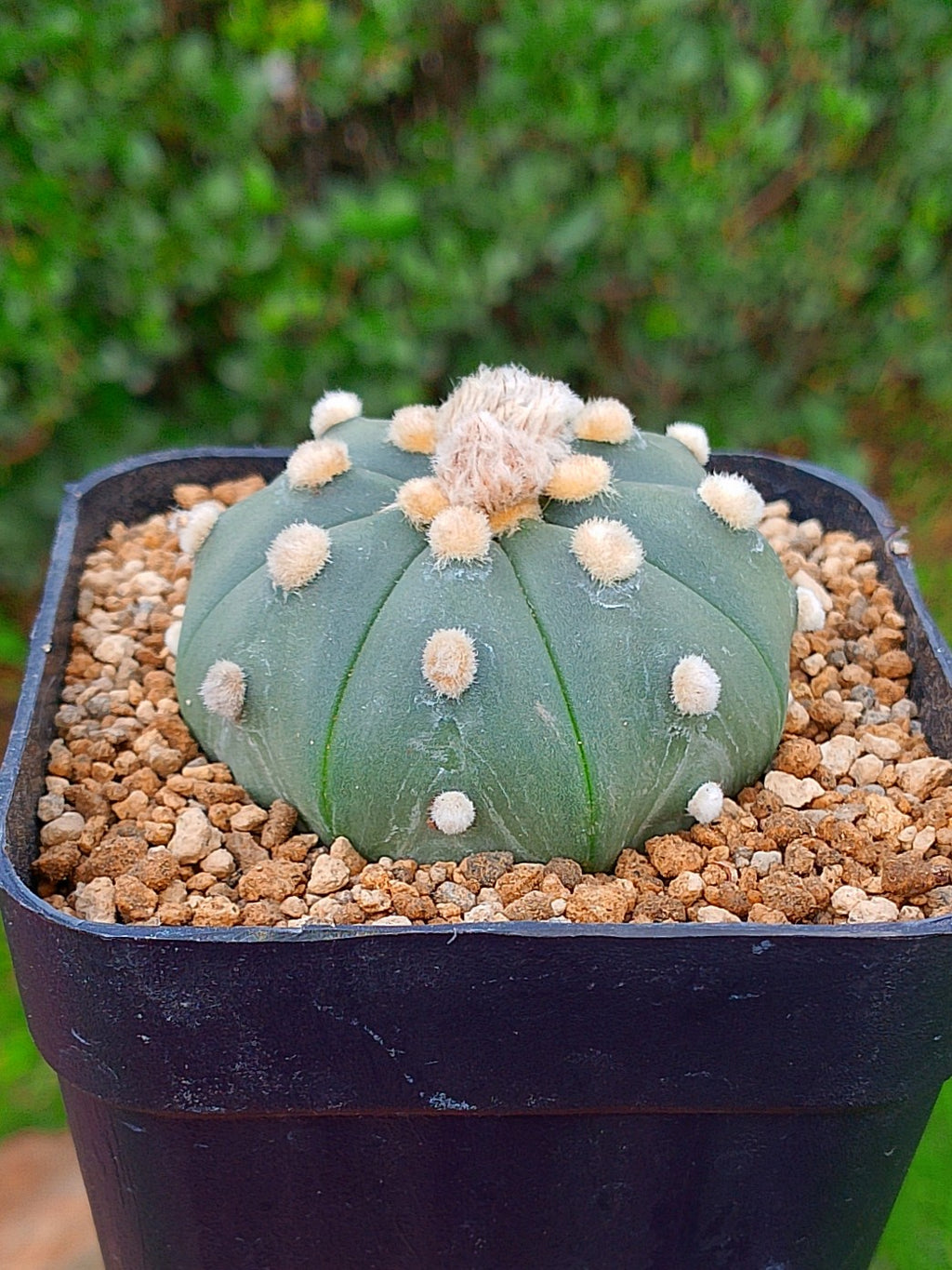 Astrophytum Asterias var nudum | maceta 3.5"