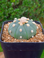 Astrophytum Asterias var nudum | maceta 3.5"