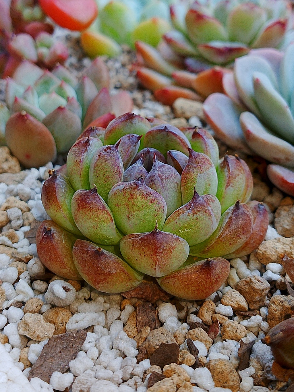 Echeveria Gemstone B