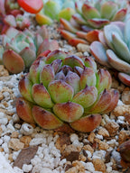 Echeveria Gemstone B
