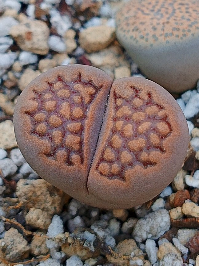 C022 	Lithops hallii v. hallii