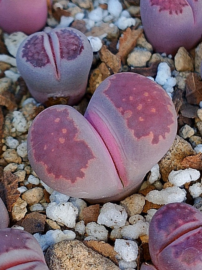 Lithops Salicola 'Satos Violet' 2.5 años