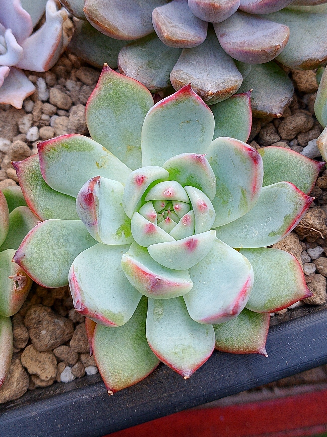 Echeveria Tippy | Maceta 2.5"