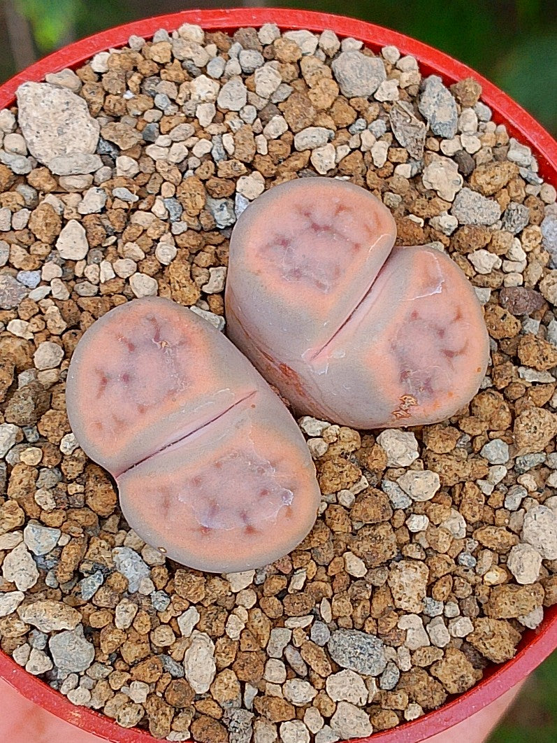 Lithops Schwantesii | 2 cabezas