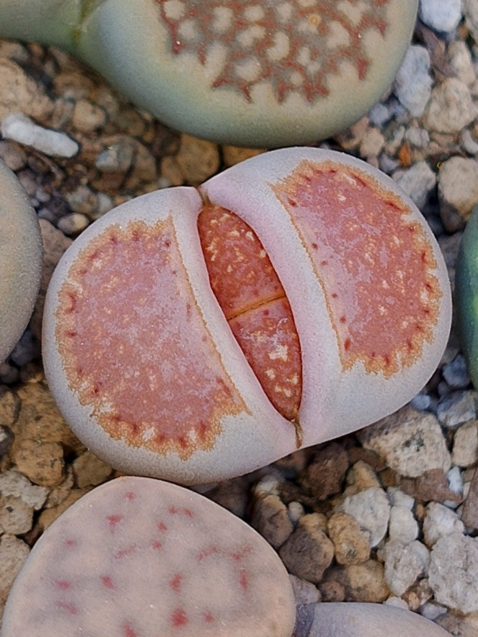 C063 	Lithops julii ssp. julii