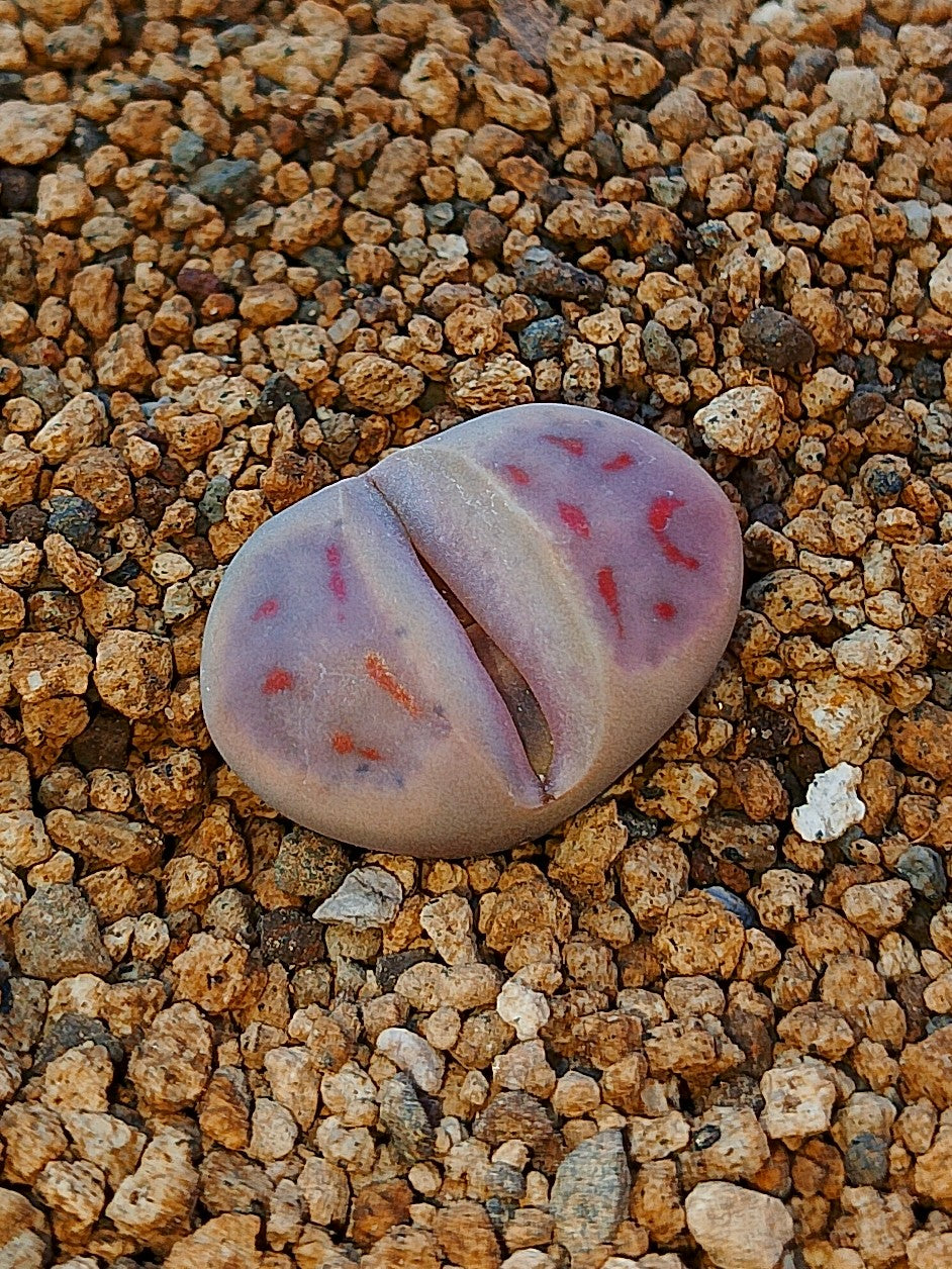C206 	Lithops dinteri ssp. dinteri v. dinteri
