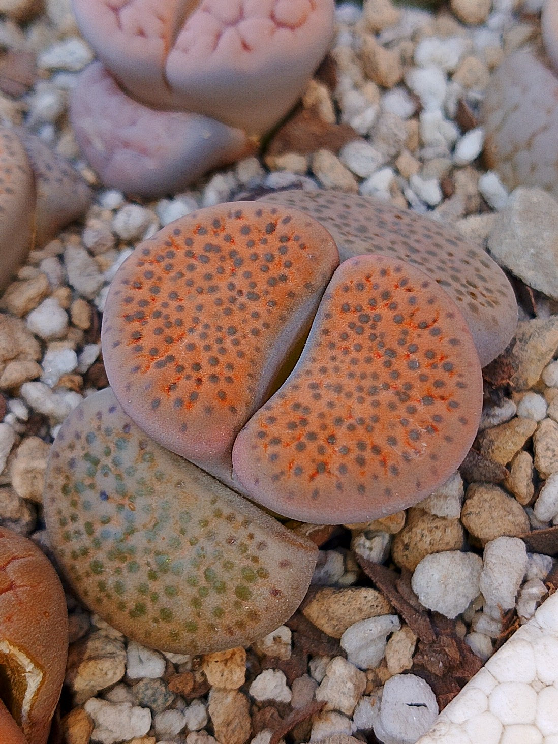 C391 	Lithops fulviceps v. fulviceps.