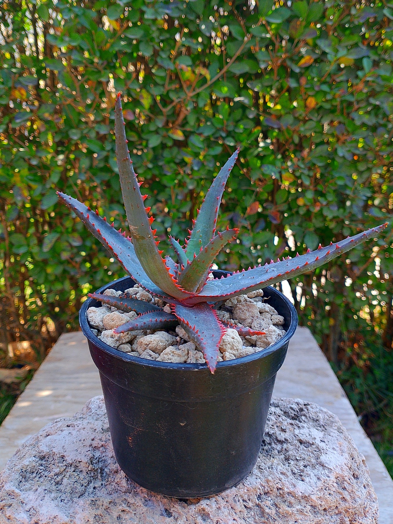 Aloe R. Garay 2