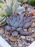 Echeveria Chateau black | maceta 3"