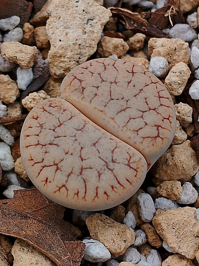 C357 	Lithops pseudotruncatella ssp. dendritica