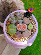 Paquete lithops Mix - Caldero Salem