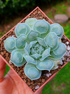 Echeveria Hearts choise | maceta 3"