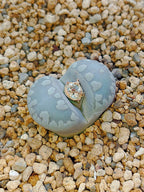 C350 	Lithops otzeniana