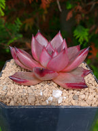 Echeveria Agavoides Taurus | maceta 4"
