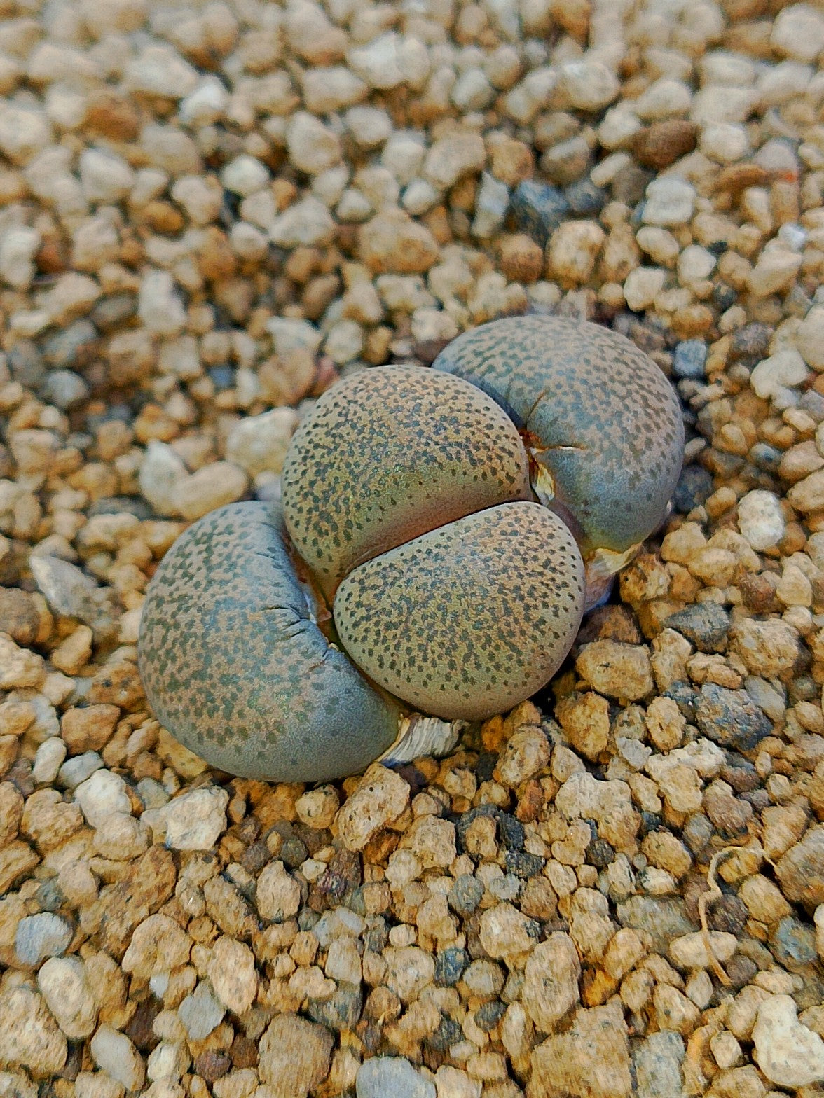 C345 	Lithops terricolor