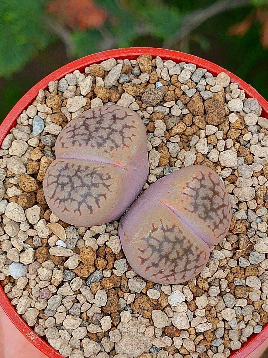 Lithops Hookeri | 2 cabezas