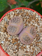 Lithops Hookeri | 2 cabezas