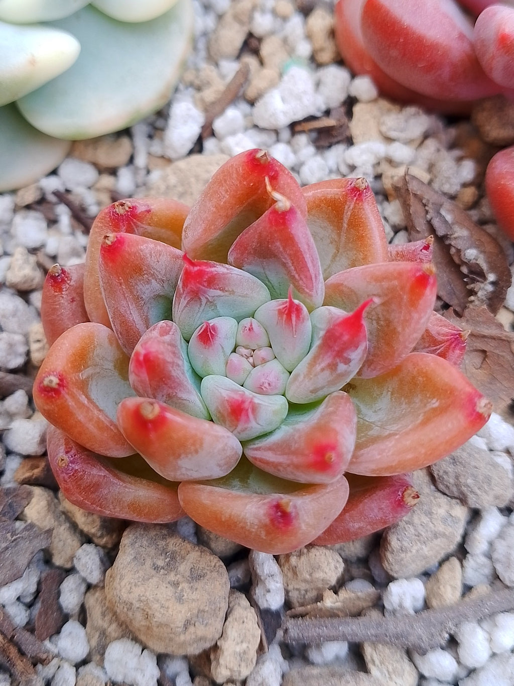 Echeveria Red montain | maceta 2"