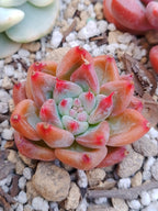 Echeveria Red montain | maceta 2"