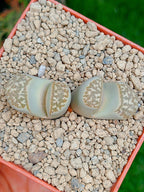 Lithops Naureeniae | 2 cabezas