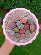 Paquete lithops Mix - circular A