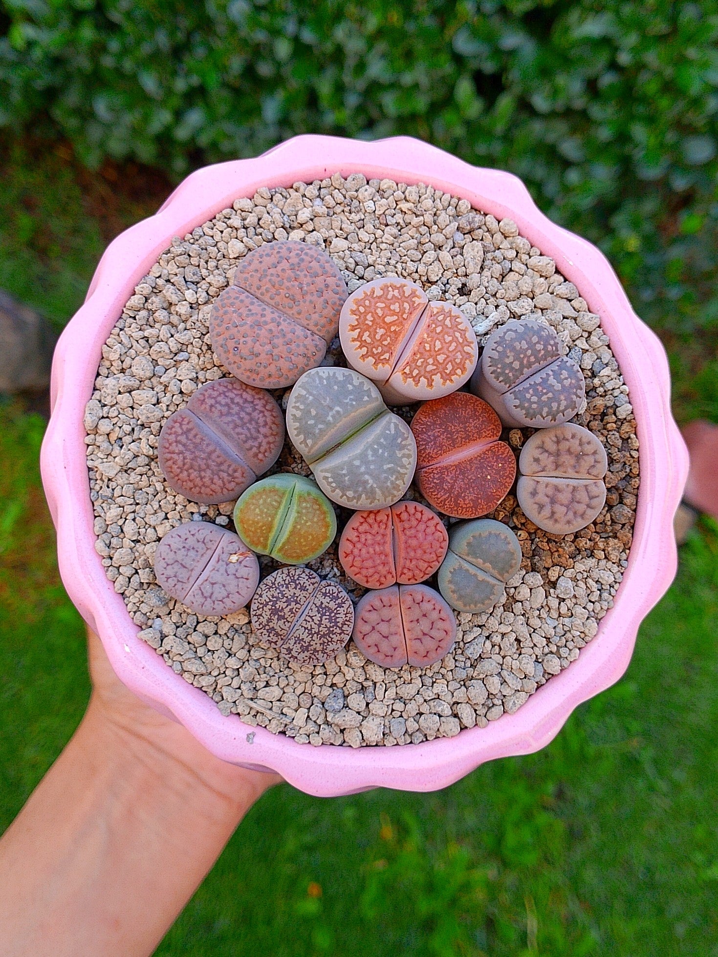 Paquete lithops Mix - circular A