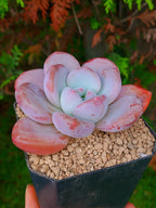 Pachyveria Peach Berry | maceta 4"