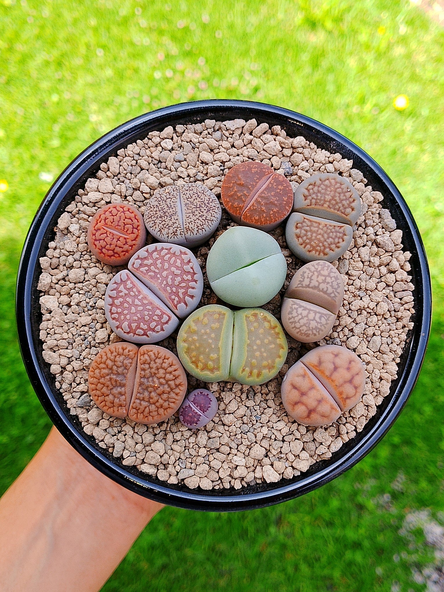 Paquete lithops Mix - circular B