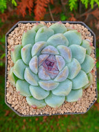 Echeveria Zixia fairy | maceta 3"