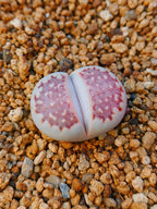 C064 	Lithops julii ssp. julii