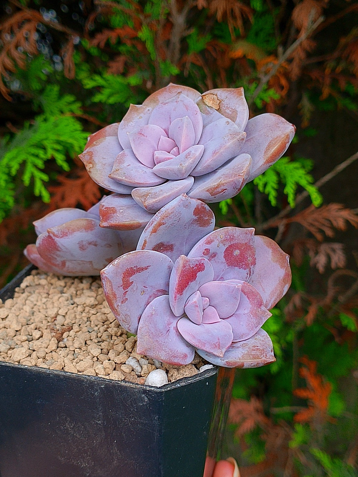 Echeveria Quetzalcoatlia Superba | maceta 4"