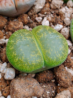 C036B 	Lithops lesliei ssp. lesliei v. lesliei 'Storms’s Albinigold'