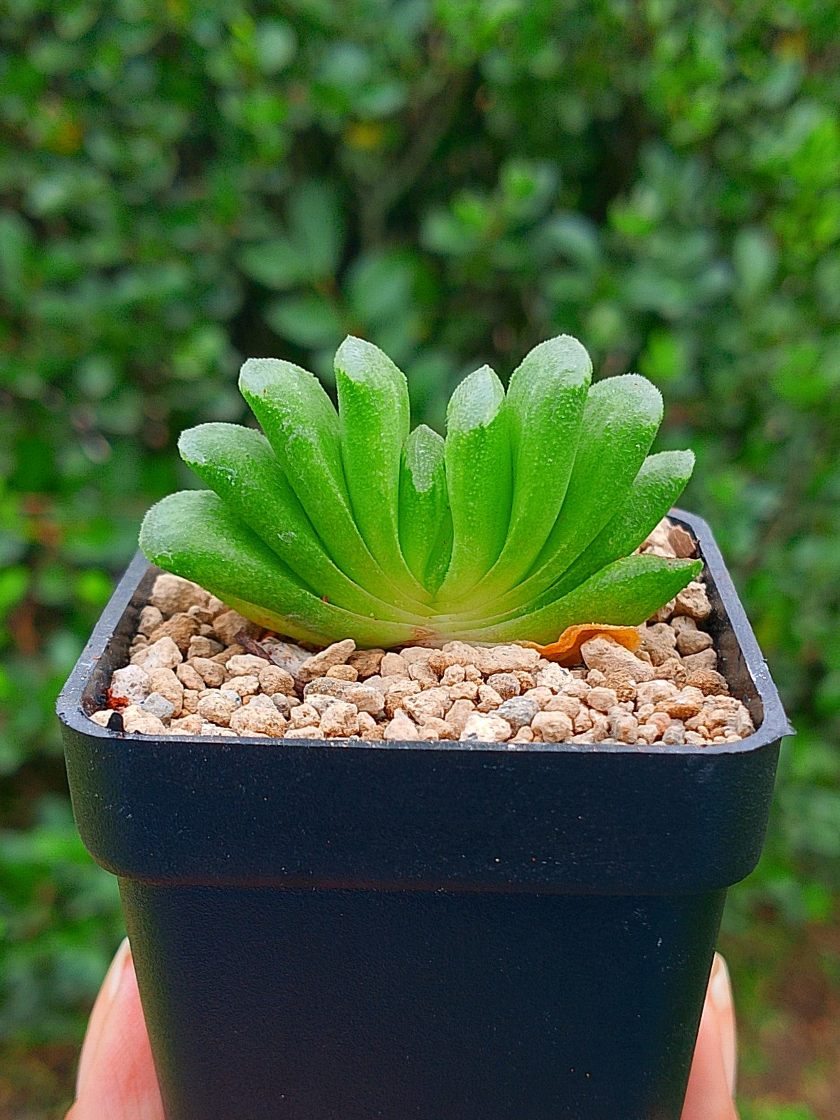 Haworthia Lime lemon B | maceta 2"