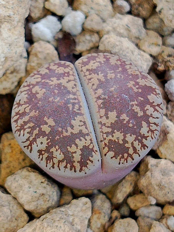Cl015 Lithops Leslie