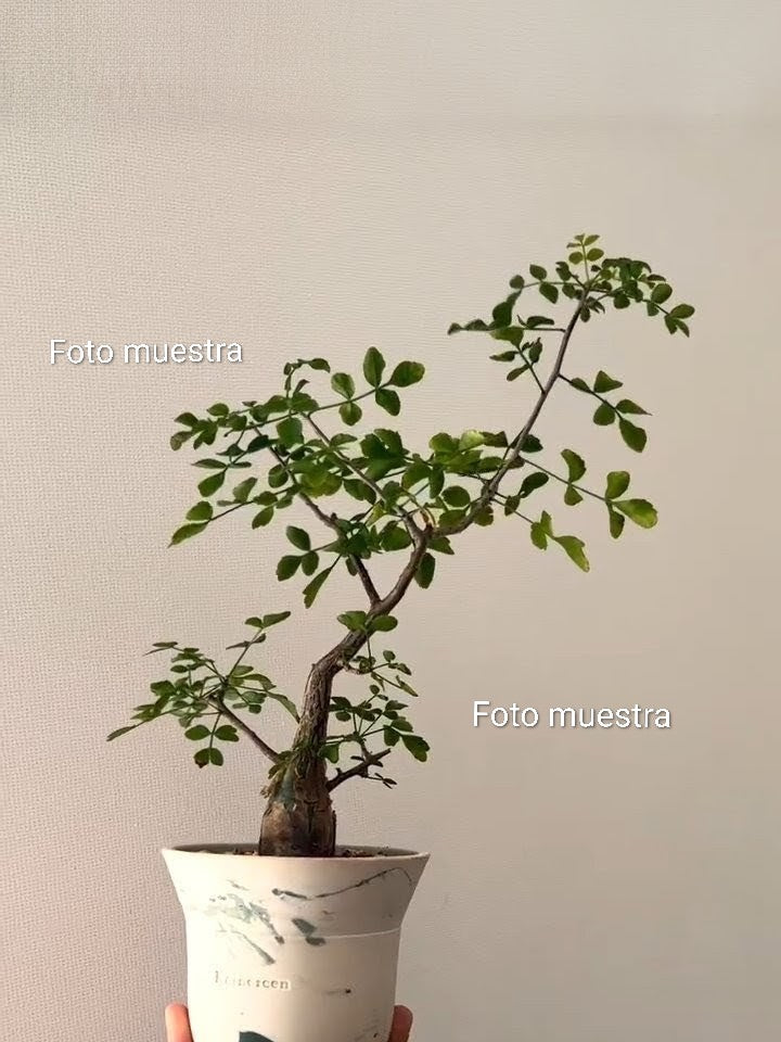 Bursera fagaroides