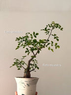 Bursera fagaroides