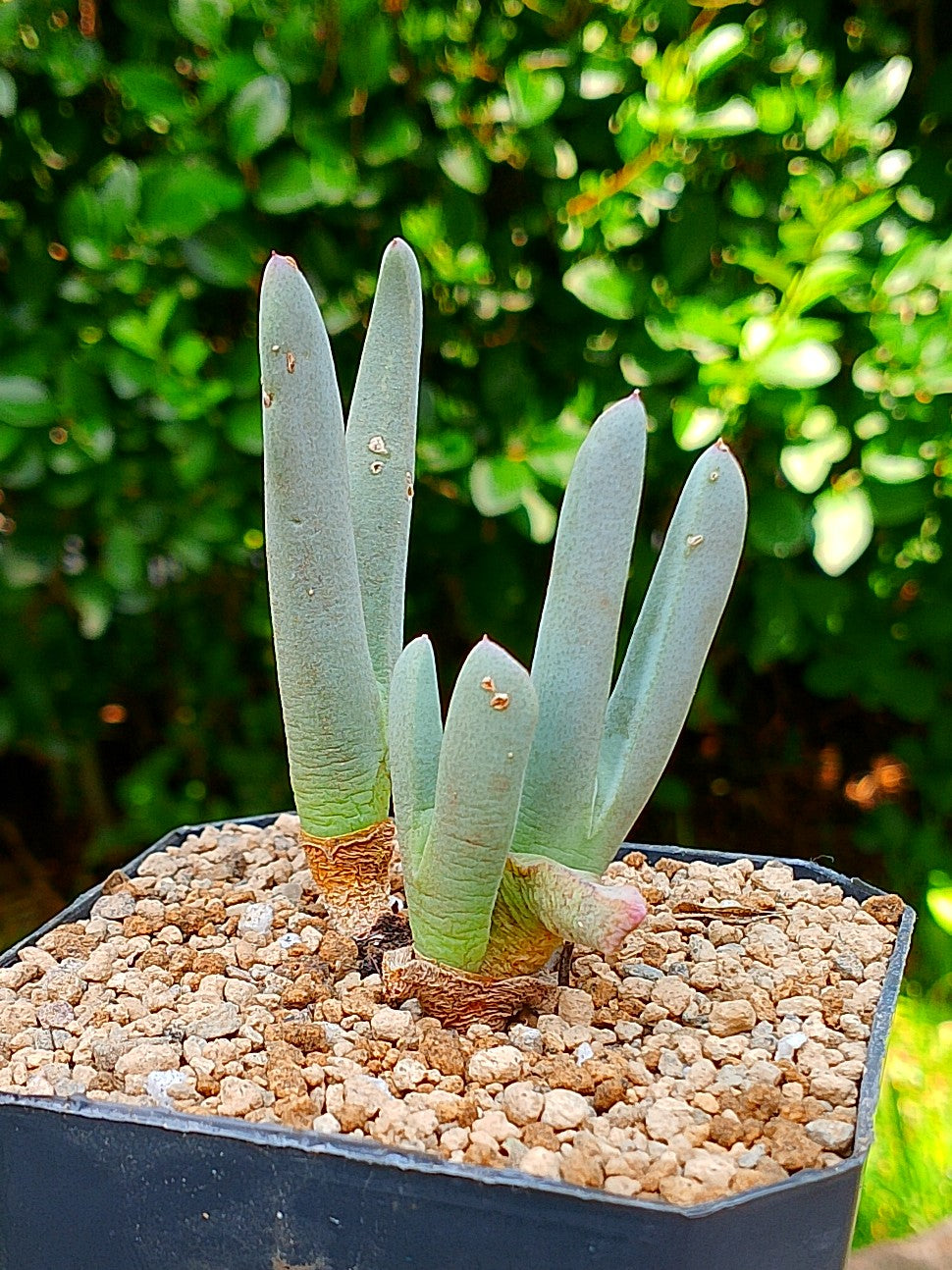Cheiridopsis denticulata