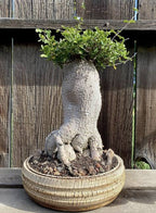 Fookea Edulis (Caudex) | maceta 2"